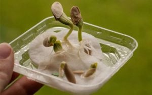 Germinar semillas en algodón - Miroytengo