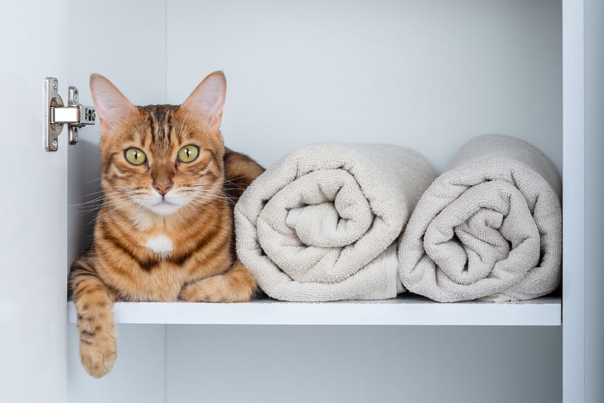 Dónde poner el arenero del gato: en el baño. En la imagen aparece un gato en un armario de baño con dos toallas enrolladas a su lado.