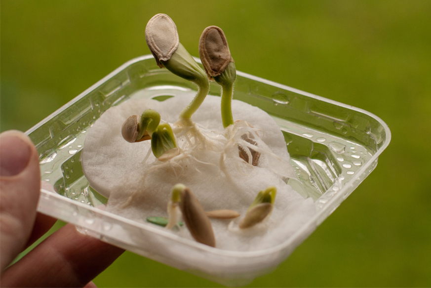 semillas germinadas con algodón: lentejas