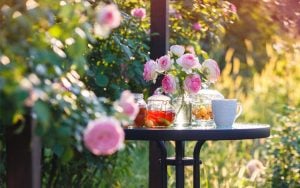 Rosal en jardñin o terraza junto a mesa con té